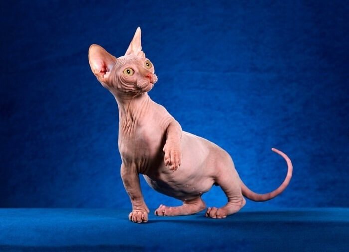 Bambino