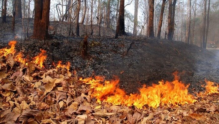 Incendies de forêt dans la région de Tcheliabinsk