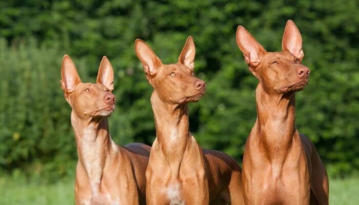Coût des chiots Pharaoh Hound