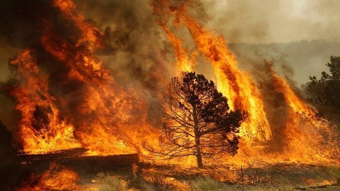 Feu de forêt région de l'Amour