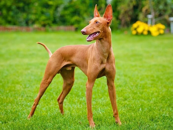 Chien de Pharaon