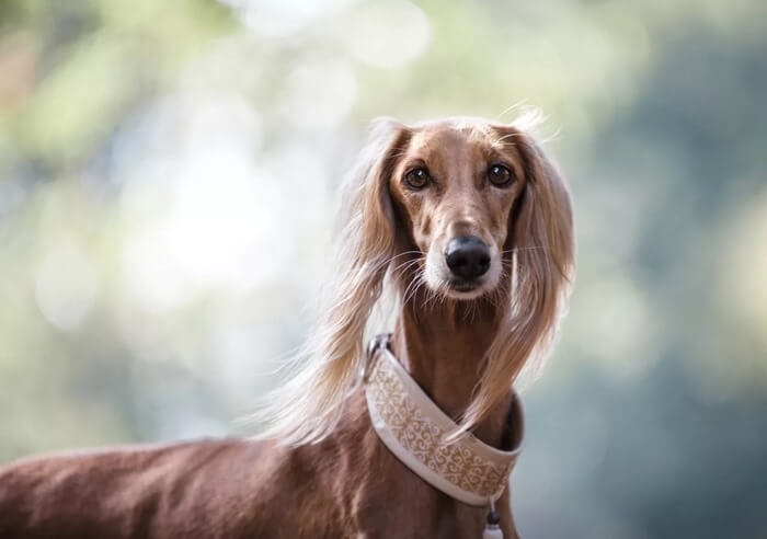 Saluki - description de la race, photos, prix