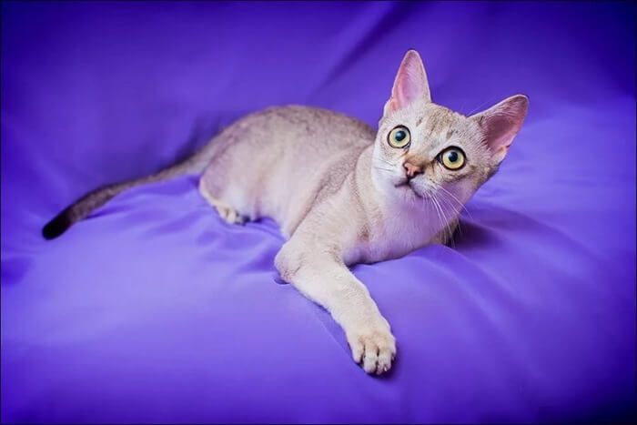 Race de chat de Singapour