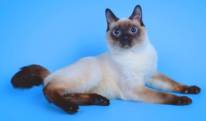 Toy-bob est la plus petite race de chat