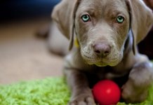 10 races de chiens les plus chères au monde: photos, prix