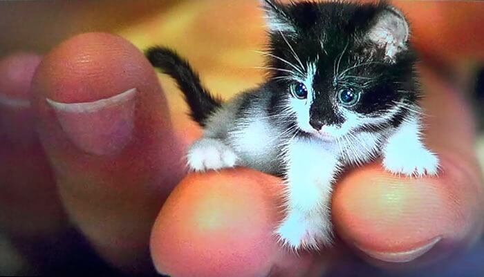 Le plus petit chat du monde - Tinker Toy