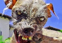 10 races de chiens les plus effrayantes au monde
