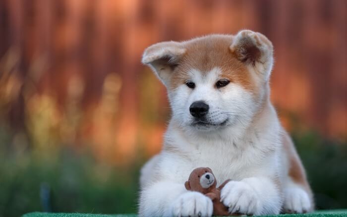 Akita Inu