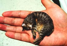 Les plus petits chats du monde