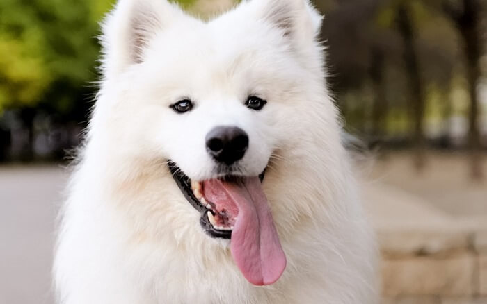 Samoyed Laika est le chien le plus cher du monde