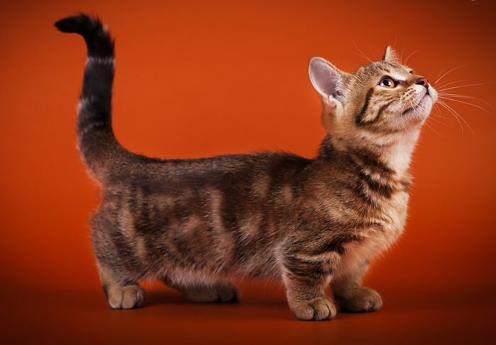 Chat Munchkin
