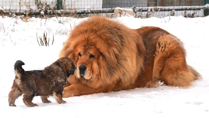 Mastiff tibétain