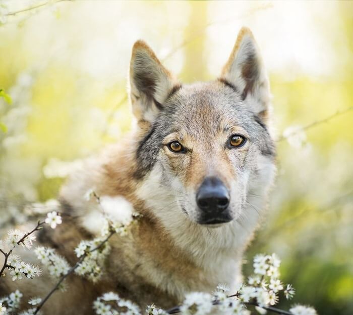 Chien-loup tchécoslovaque