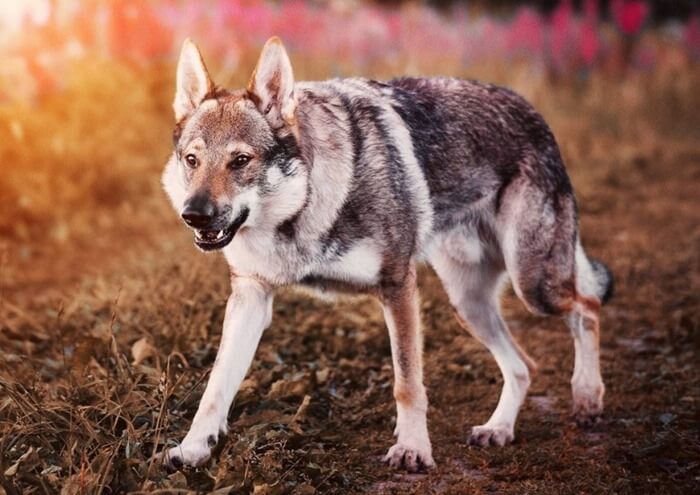 Le chien-loup tchécoslovaque ouvre le top 10 des races les plus chères