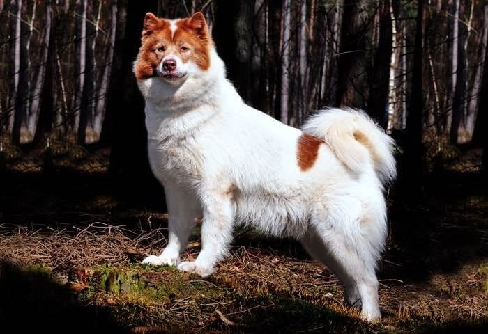 Chien esquimau canadien