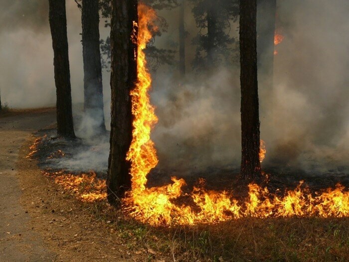 La forêt de la région de Voronej est en feu
