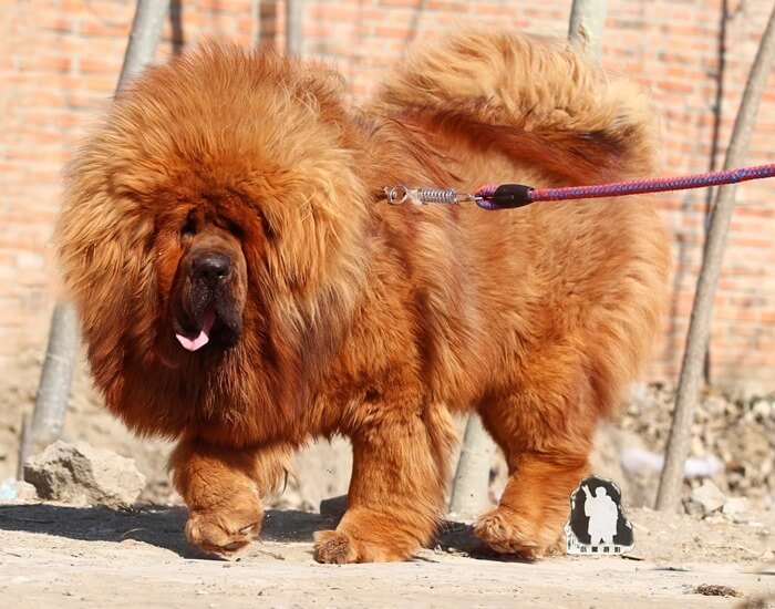 Mastiff tibétain