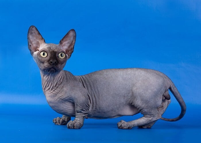 Minskin