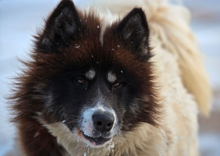 Chien esquimau canadien
