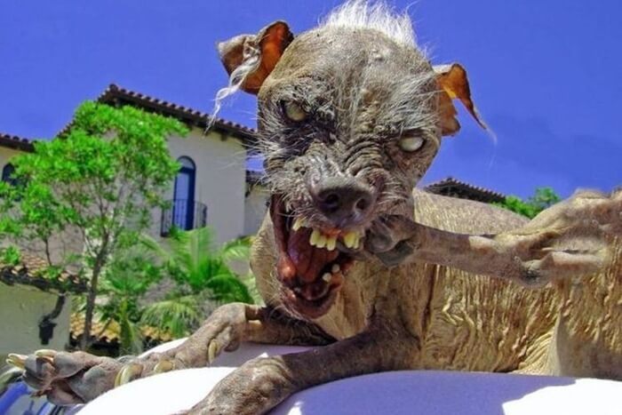 Le chien le plus effrayant Sam Le chien le plus effrayant Sam