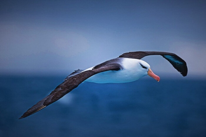 Albatros