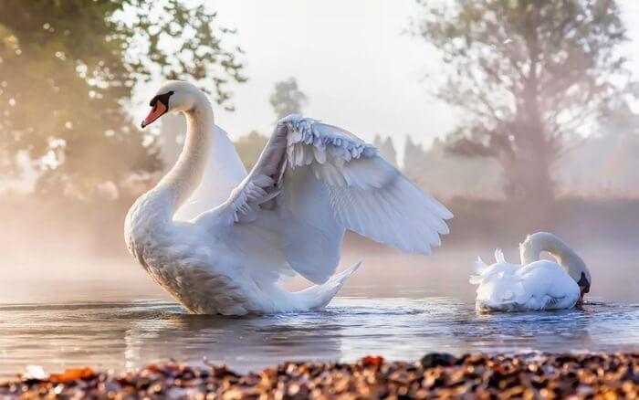 Cygne