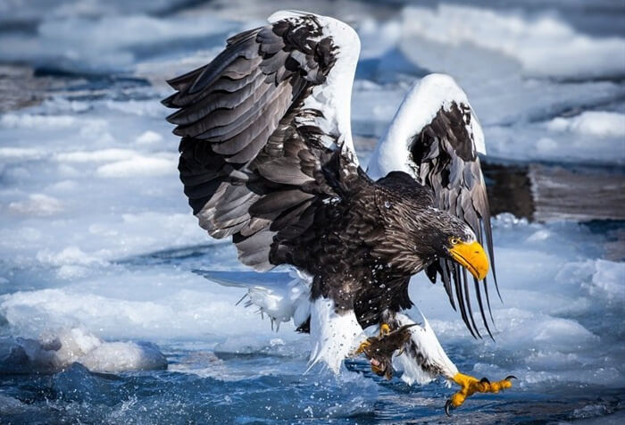 Aigle de mer de Steller