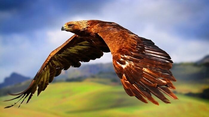 Aigle en or