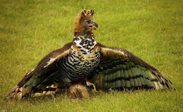 Aigle couronné