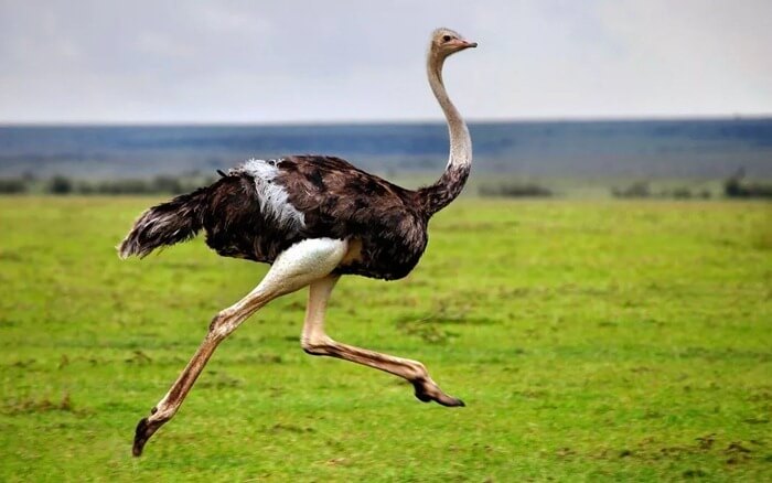 L'autruche africaine est le plus grand oiseau du monde