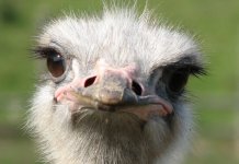10 plus grands oiseaux du monde