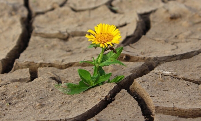 Planter dans un sol chaud
