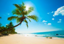 Plage avec palmiers