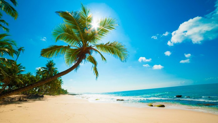 Plage avec palmiers