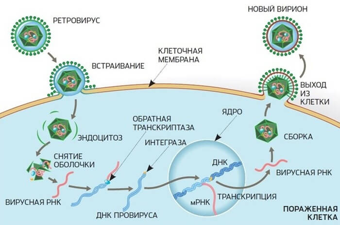 Rétrovirus endogènes