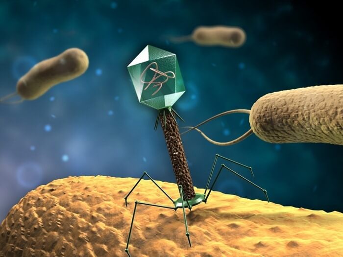 Bactériophages