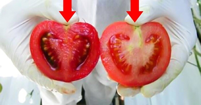 Tomates cultivées à l'aide du virus