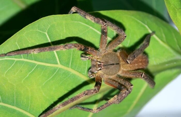 Araignée errante brésilienne (Phoneutria fera)