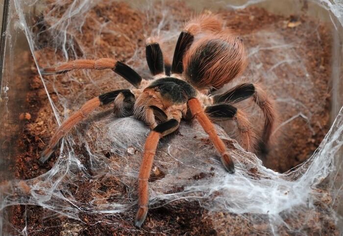 Tarentule géante colombienne (Megaphobema robustum)