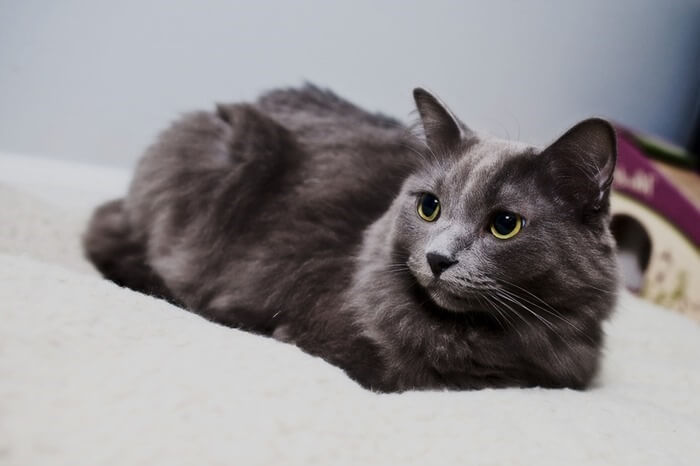 Race de chat Nibelung