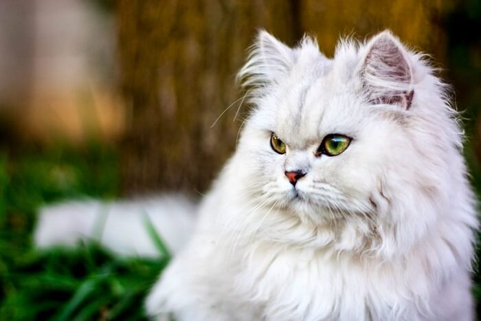 chat persan