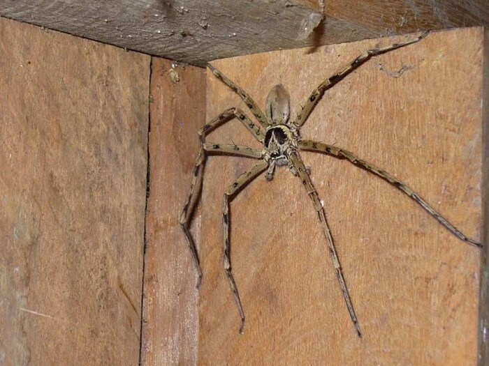 Araignée chasseuse géante (Heteropoda maxima)