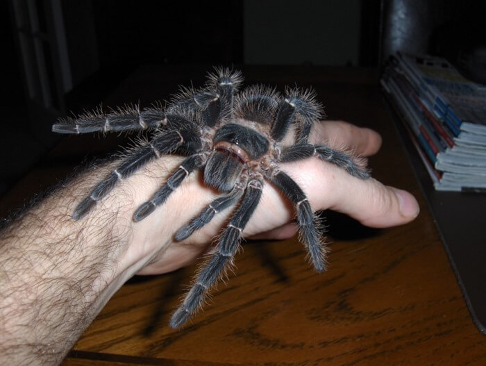Araignée équine (Lasiodora parahybana)