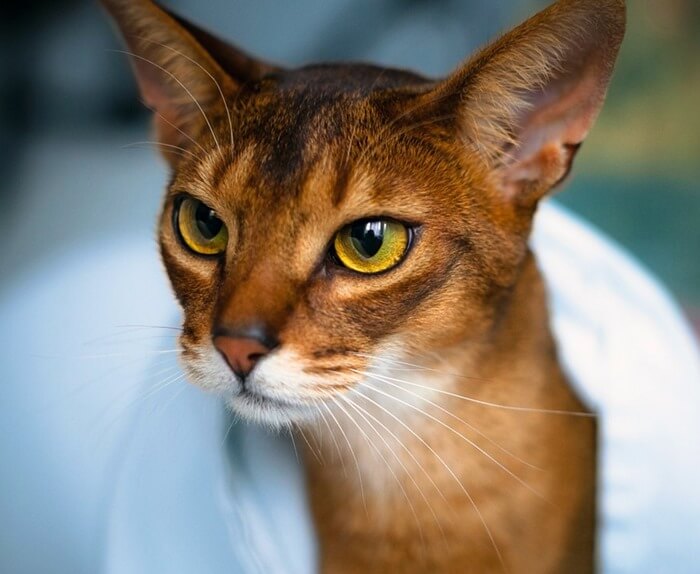 Le chat abyssin est l'un des plus beaux du monde
