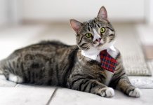 20 plus belles races de chats au monde