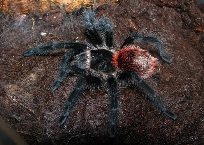 Tarentule noire brésilienne (Grammostola anthracina)