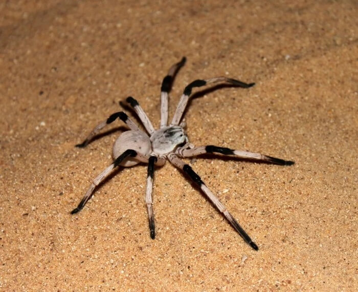 Mur de Tegenaria (Cerbalus Aravaensis)
