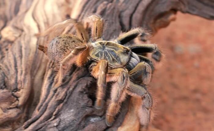 Araignée babouin Hercule