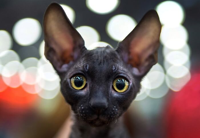Cornish Rex, un chat d'une beauté insolite