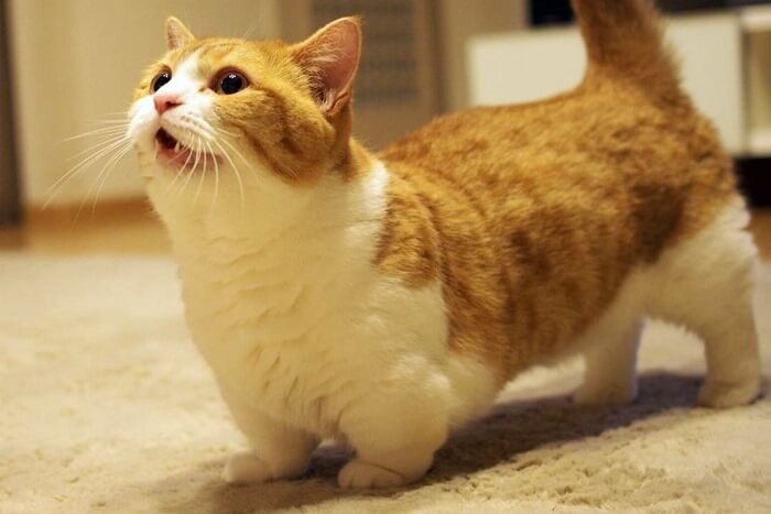 Munchkin